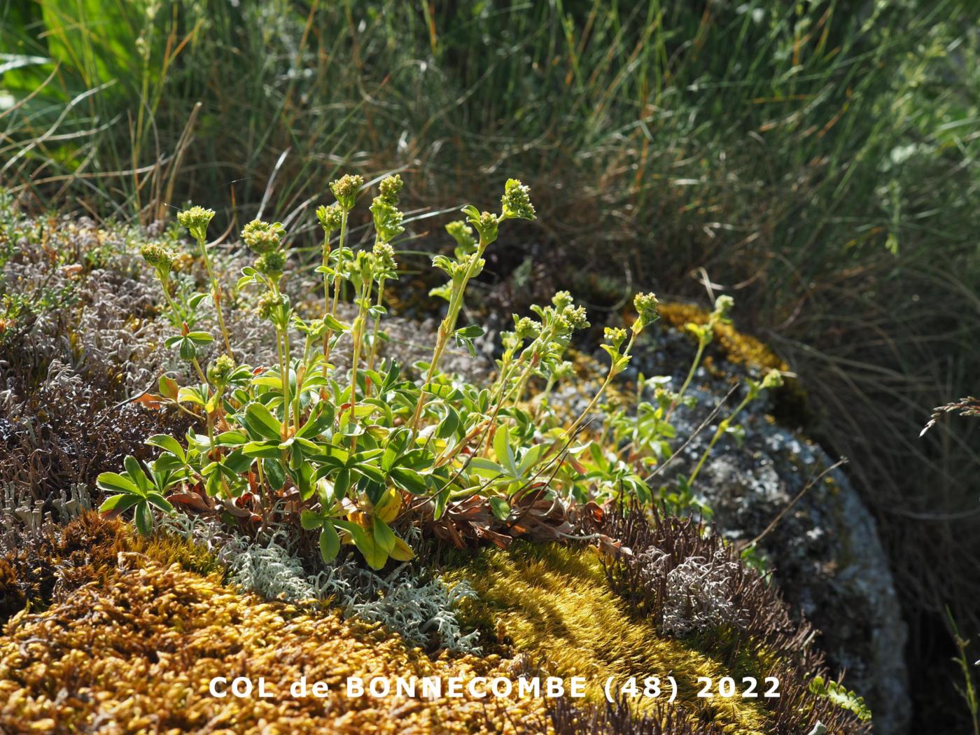 Lady's Mantle, Rock plant